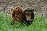 CAVALIER KING CHARLES 790